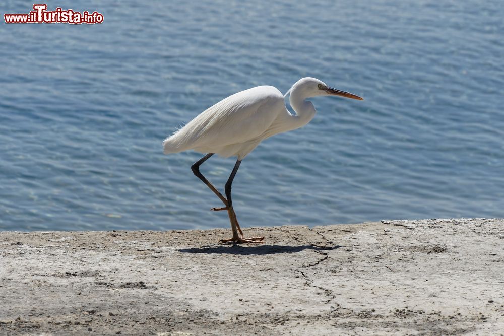 Immagine Un esemplare di egretta su un muro nei pressi di Soma Bay, Hurghada, Egitto. Questo uccello migratore, dal piumaggio bianco e il becco nero come le zampe, predilige gli ambienti acquitrinosi, i laghi, gli stagni e il mare. E' presente in quasi tutto il bacino Mediterraneo, in Africa, Australia, Indonesia e Asia meridionale.