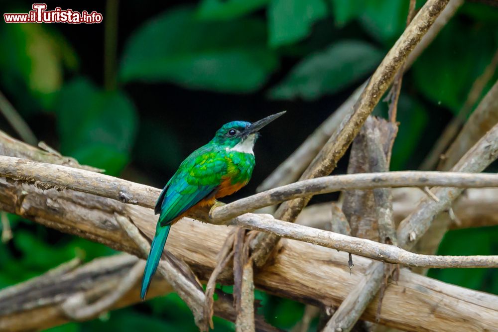 Immagine Un esemplare di Galbula Galbula nella foresta del Suriname, Sud America. Di piccole dimensioni con becco allungato e piumaggio morbido, questo uccello dell'ordine Piciformi vive in aree umide e paludose.