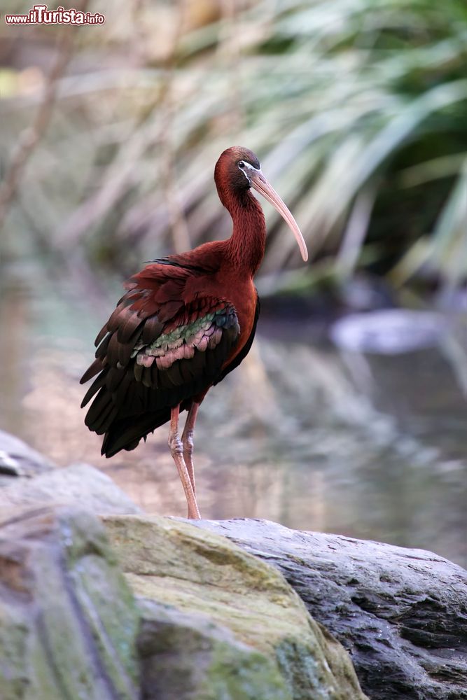 Immagine Un esemplare di glossy ibis fotografato a Port Douglas, Asutralia. Questa specie di uccelli ha corpo di colore bruno rossastro e ali dalle sfumature verde bottiglia.