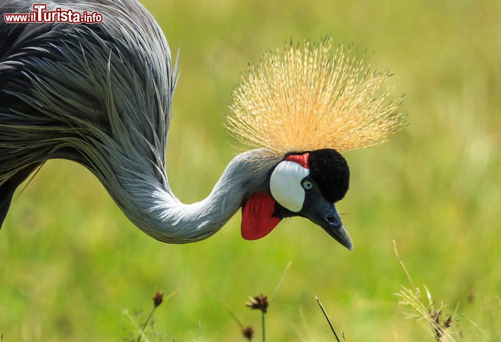 Immagine Un esemplare di gru coronata grigia nel parco nazionale del lago Manyara, Tanzania. E' facilmente riconoscibile per la cresta che porta sulla testa. Rientra nelle specie in pericolo di estinzione.