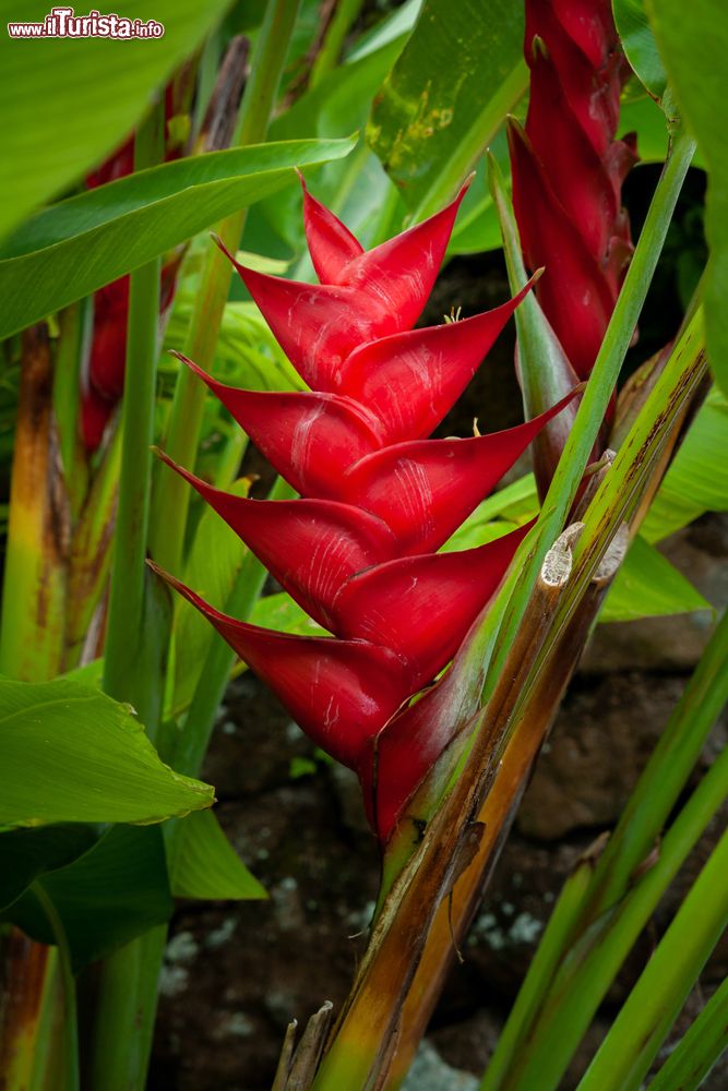 Immagine Un esemplare di Heliconia Lobster Claw nella foresta dell'isola di Saba, Caraibi.