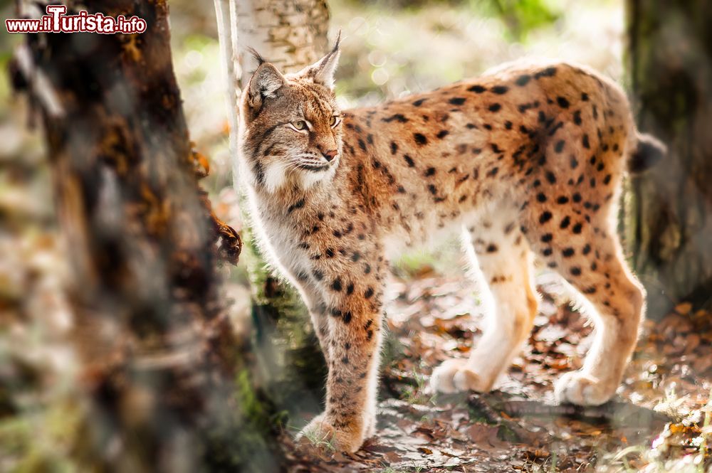 Immagine Un esemplare di lince nella foresta finlandese di Kuusamo. E' uno dei maggiori predatori delle foreste europee e siberiane; il suo habitat prediletto si trova in foreste, radure e canaloni in cui riesce a trovare ciò di cui sfamarsi.