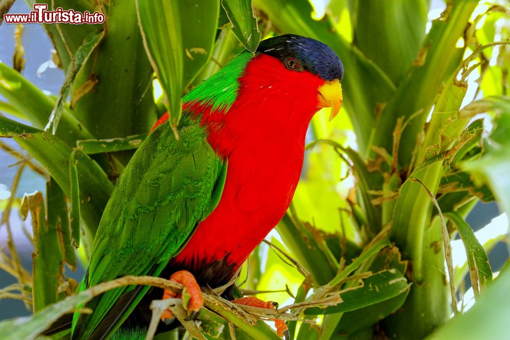 Immagine Un esemplare di Lori dal Collare (Phigys solitarius) a Viti Levu, Figi. Si tratta di un piccolo pappagallo dalla livrea multicolore endemico delle foreste costiere umide delle isole delle Figi.