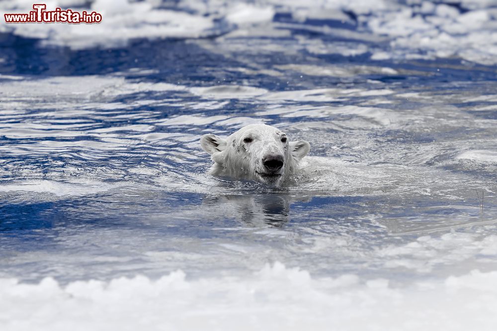 Immagine Un esemplare di orso bianco nel mare delle isole Svalbard, Norvegia. Il re della regione artica nuota fra i ghiacci.