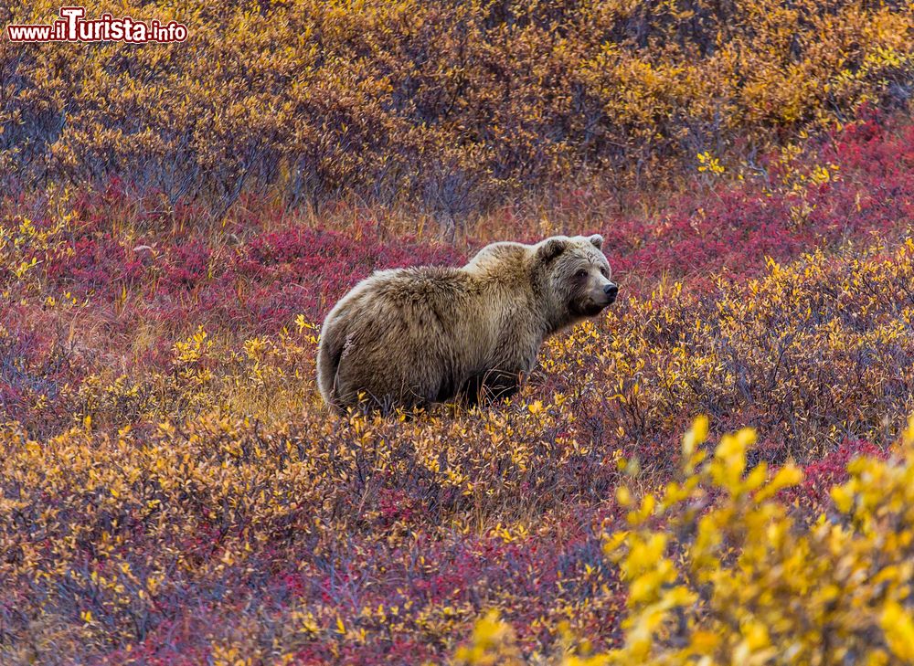 Immagine Un esemplare di orso grizzly nel Parco Nazionale di Denali, Alaska, si nutre di mirtilli rossi.