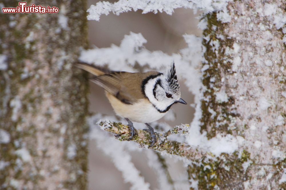 Immagine Un esemplare di Parus Cristatus in una foresta di Lenzerheide, Svizzera. La cincia dal ciuffo appartiene alla famiglia dei Paridi. La cresta di piume da cui prende il nome è di colore grigio scuro e ben sollevato.