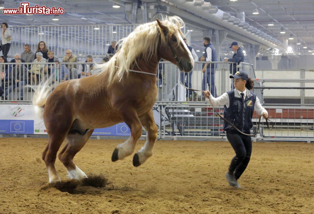 Immagine Un evento a Fieracavalli Verona, la manifestazione che si svolge in autunno alla FIera di Verona