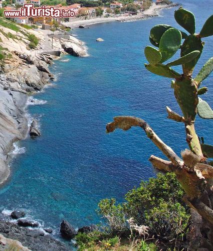 Immagine Un fico d'india, la costa aspra e il villaggio di pomonte Isola d'Elba - © travelpeter / Shutterstock.com