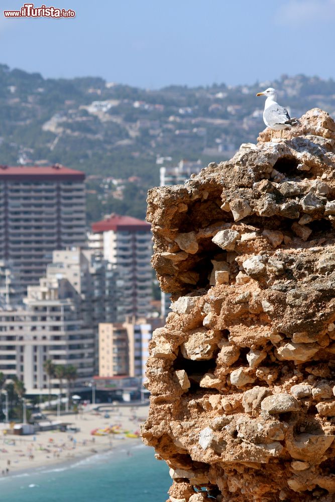 Immagine Un gabbiano reale zampegialle (Larus michahellis) nel parco naturale di Ifach, Calpe, Spagna.