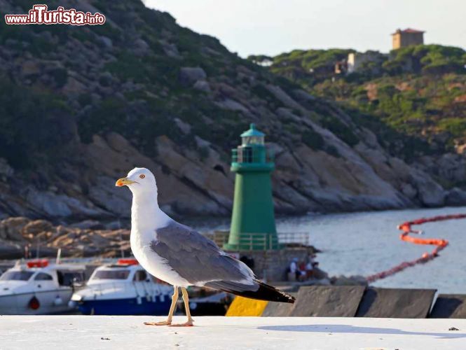 Immagine Un gabbiano sulla costa di Giglio Porto, il punto di arrivo sull'isola dell'Arcipelago Toscano - © trotalo / Shutterstock.com