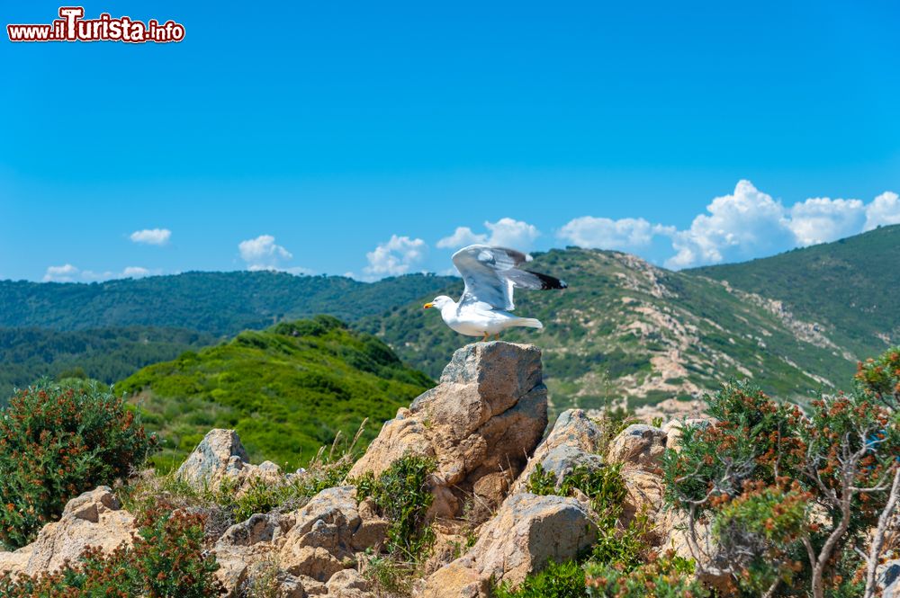 Immagine Un gabbiano sulle rocce di Cap Taillat nei pressi di Ramatuelle, Var (Francia).