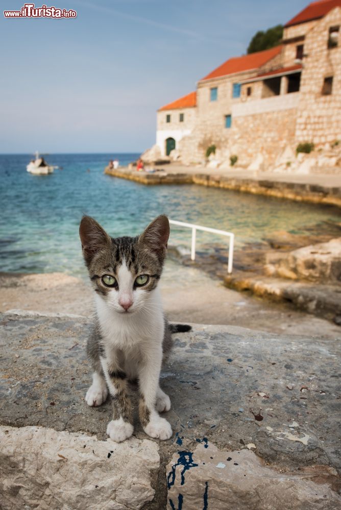 Immagine Un gatto di Lagosta in Croazia, davanti alla spiaggia di Lucica in Dalmazia