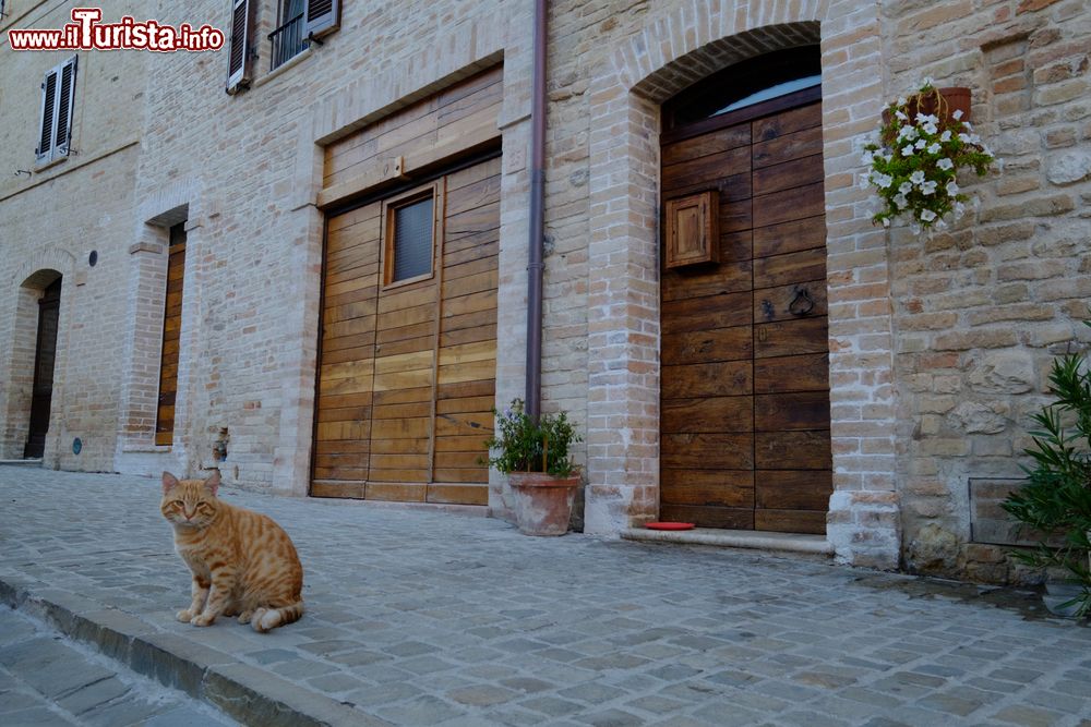 Immagine Un gatto rosso nel centro storico di Moresco, Fermo (Marche). Questo paesino è popolato da poco più di 600 abitanti.