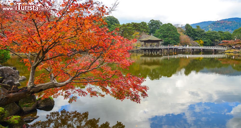 Immagine Un gazebo in legno affacciato su un laghetto nella città di Nara in autunno, Giappone.