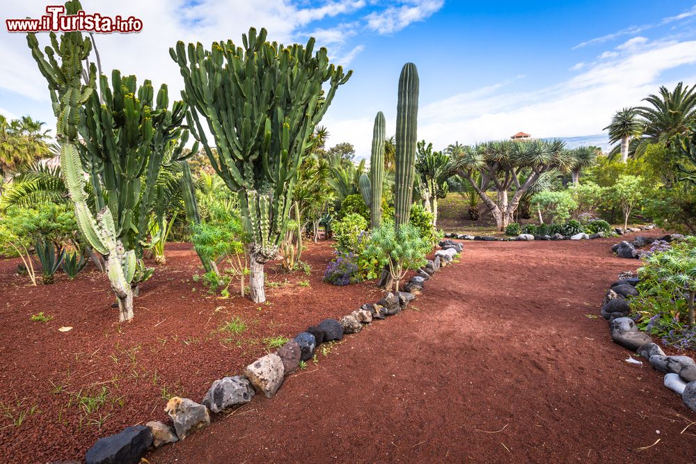 Immagine Un giardino con piante grasse e cactus a Puerto de la Cruz, Tenerife, Spagna.