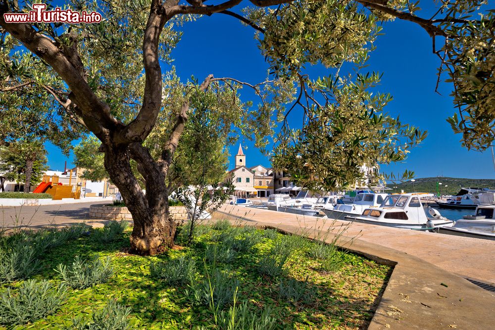 Immagine Un grazioso scorcio panoramico di Pirovac, Croazia: ulivi, barche e una chiesetta sullo sfondo.