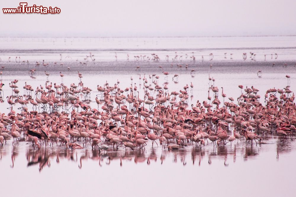 Immagine Un gruppo di fenicotteri rosa al lago Manyara, Tanzania. Le loro dimensioni raggiungono 1 metro - 1metro e mezzo d'altezza; vivono in grossi stormi nelle aree acquatiche.