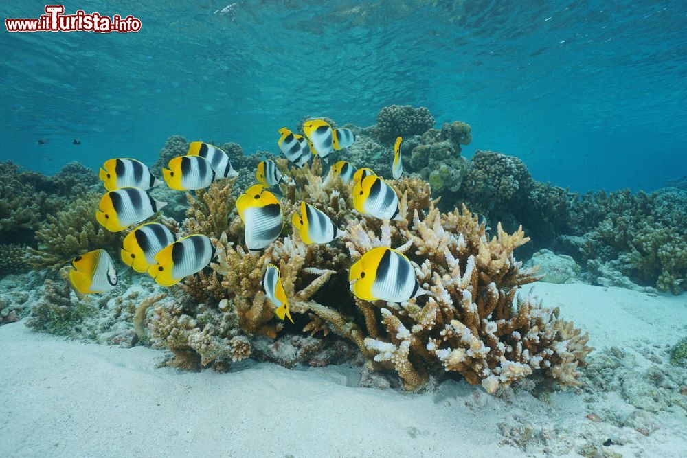 Immagine Un gruppo di pesci "farfalla dalle due selle" nella laguna di Rangiroa, arcipelago delle Tuamotu (Oceano Pacifico), Polinesia Francese.