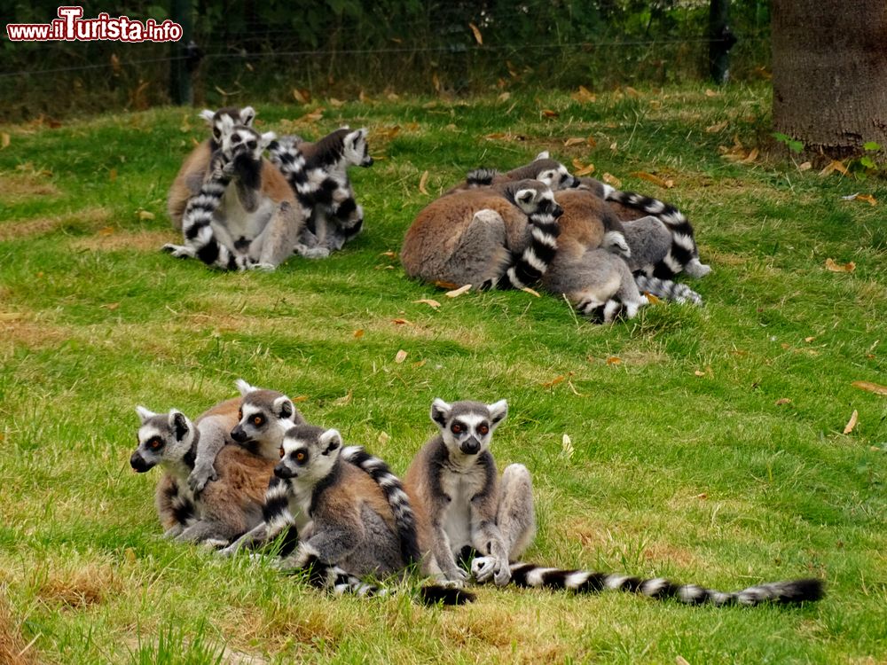 Immagine Un gruppo di simpatici lemuri nello zoo di Augusta, Germania.