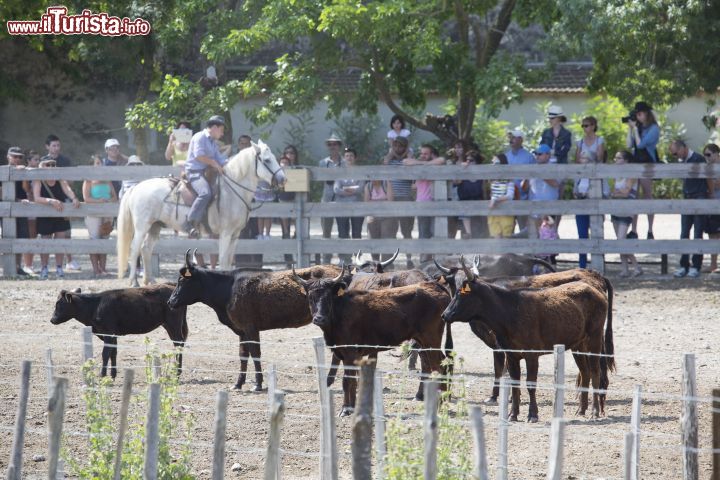 Immagine Un gruppo di tori in Camargue, Canal du Rhone, Francia. Slanciato, con la testa sottile e il manto scuro, il toro di Camargue è caratterizzato da corna che si dirigono verticalmente verso l'alto formando una lira perfetta.