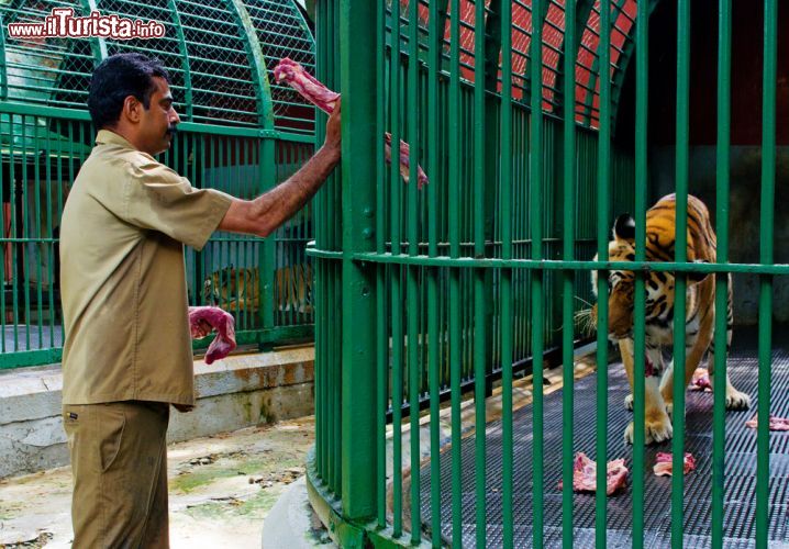 Immagine Un guardiano dello zoo di Trivandrum mentre passa un pezzo di carne a una tigre (India) - © Byelikova Oksana / Shutterstock.com