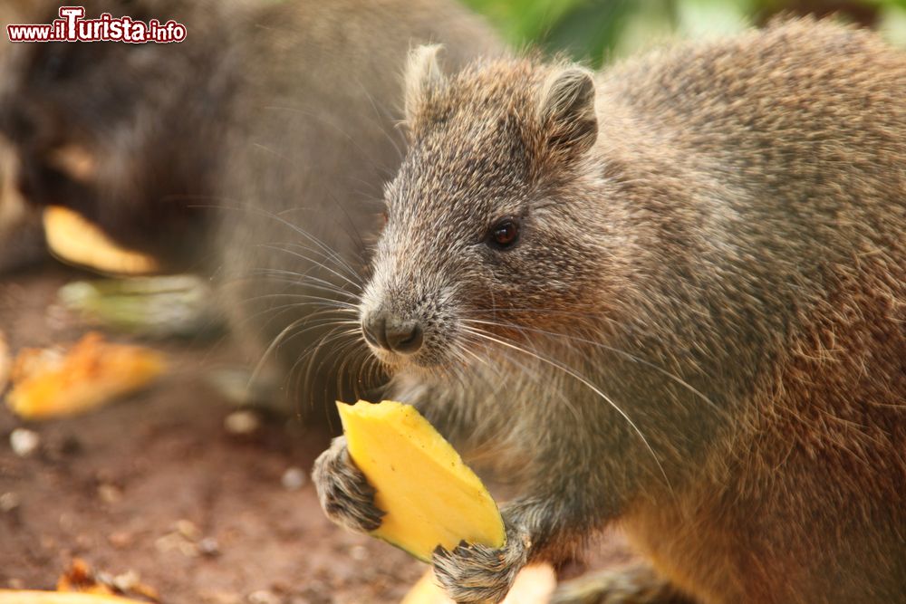 Immagine Un hutia cubano (Capromys pilorides) mangia un pezzo di mango a Guamà, nella Ciénaga de Zapata (Cuba).