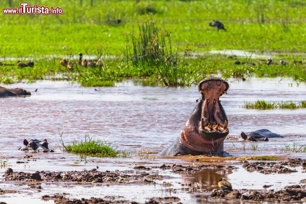 Immagine Un ippopotamo in un acquitrino al parco nazionale del lago Manyara, Tanzania. La riserva offre la possibilità di incontri ravvicinati con elefanti, zebre, giraffe masai, ippopotami e molte altre specie di animali.
