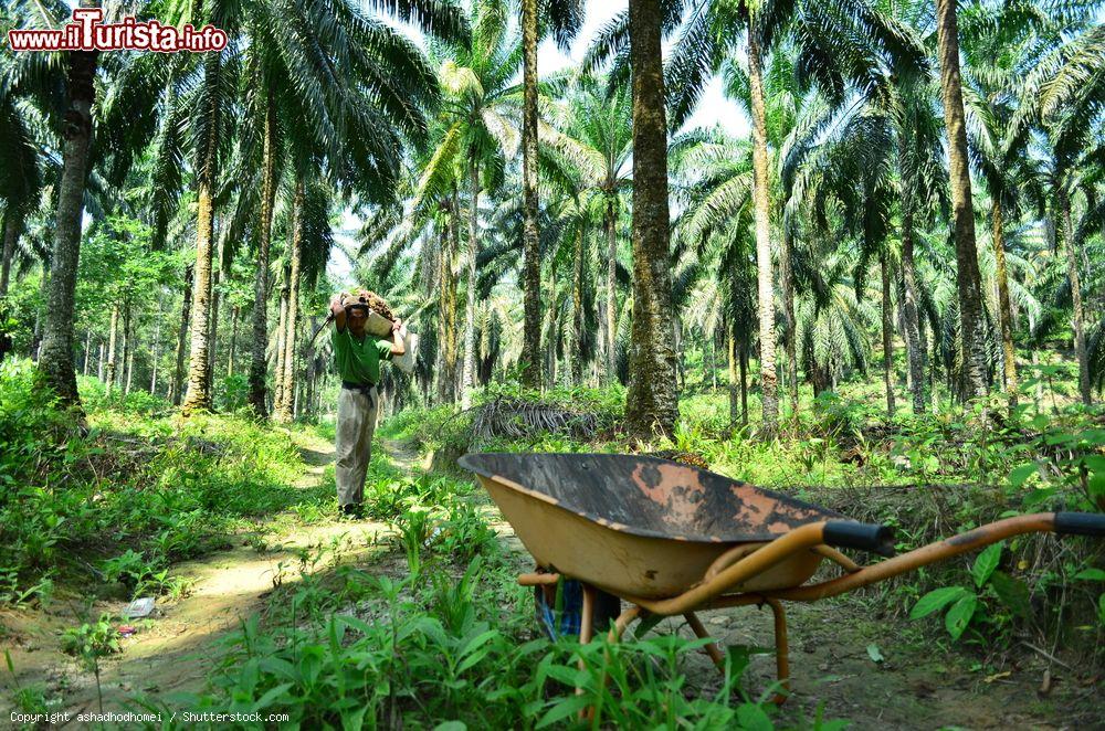 Immagine Un lavoratore, conosciuto come Mr. Wak, lavora in una piccola piantagione di olio di palma, Selangor, Malesia - © ashadhodhomei / Shutterstock.com