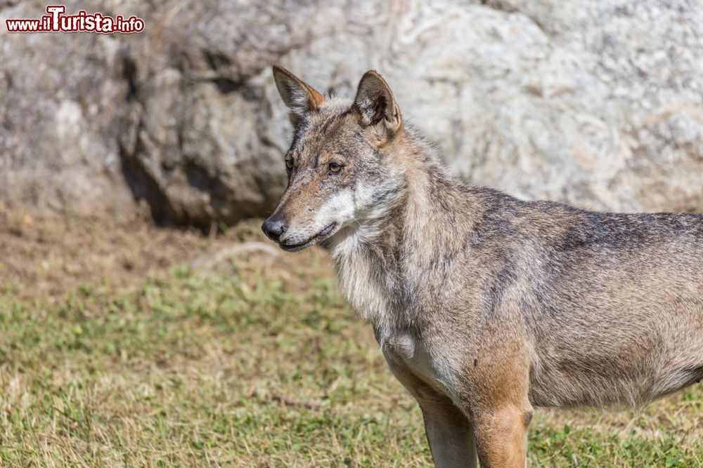 Immagine Un lupo Appenninico (Canis lupus) nel centro "Uomini e lupi" a Entracque, Alpi Marittime.