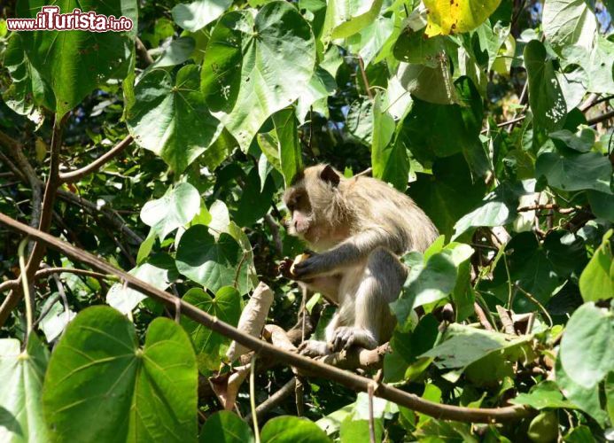 Immagine Un macaco su un albero a Mahebourg, Mauritius - Un simpatico macaco, della famiglia dei Cercopitecidi, stringe curioso del cibo fra le sue zampe © Pack-Shot / Shutterstock.com