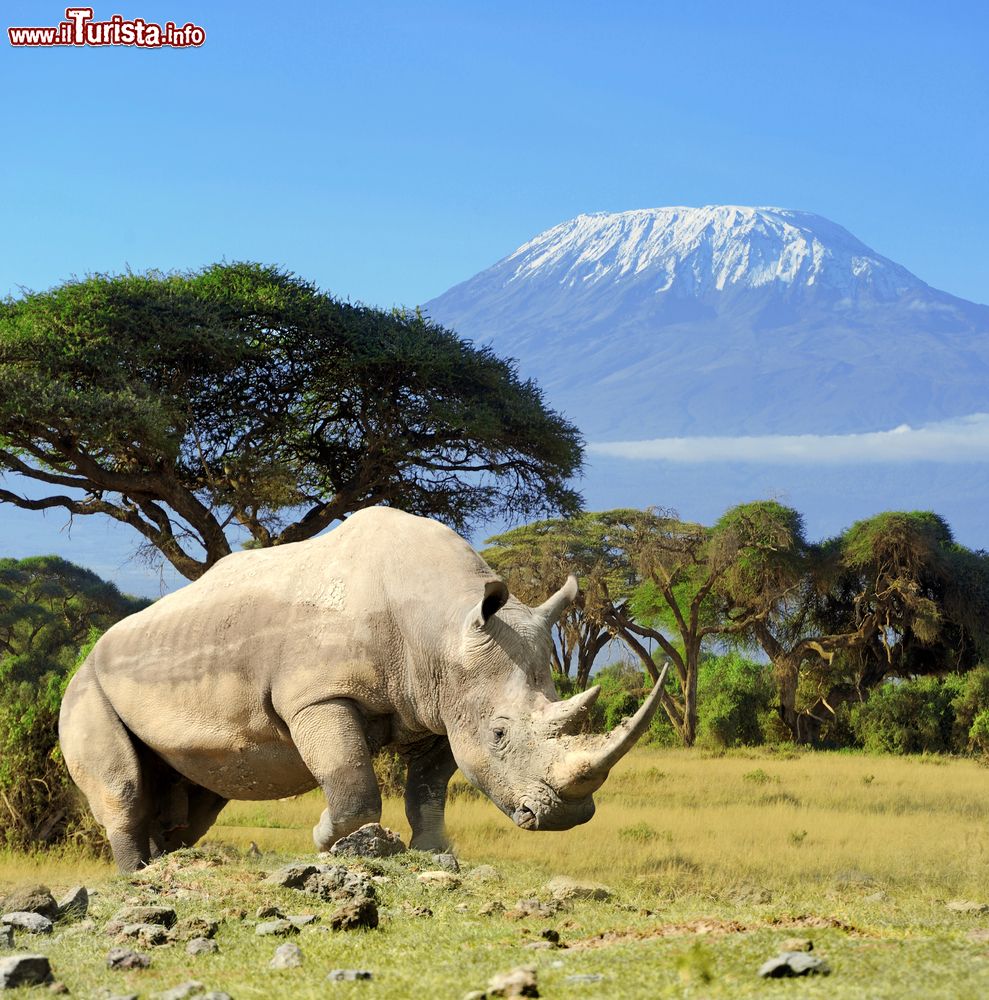Immagine Un maestoso rinoceronte con il monte Kilimanjaro sullo sfondo, Amboseli, Kenya.