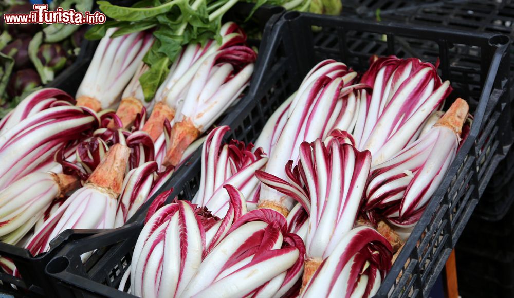 Antica mostra del Radicchio Rosso di Treviso IGP Treviso