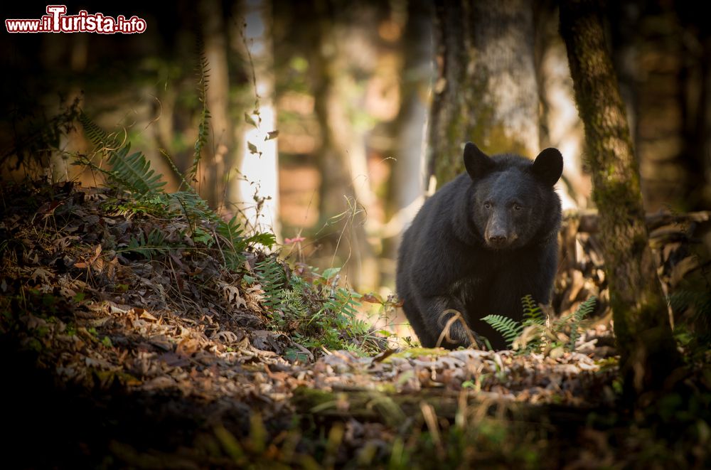 Immagine Un orso nero adulto passeggia nella foresta della valle di Cades Cove, Great Smoky Mountains (Stati Uniti d'America).