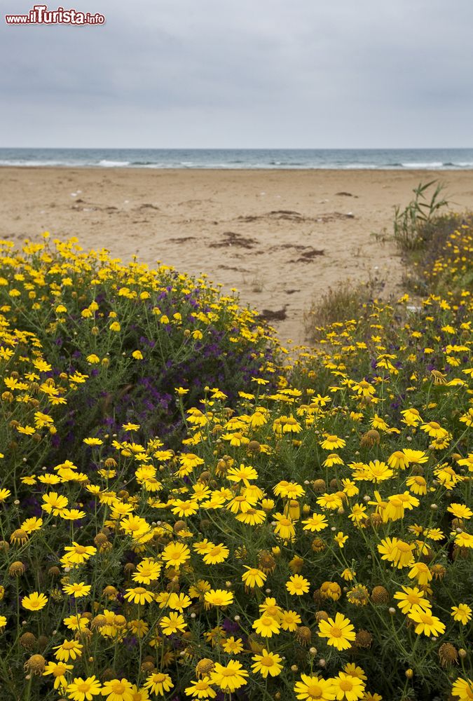 Immagine Un paesaggio fiorito con spiaggia e mare nei pressi di Avola, Sicilia.