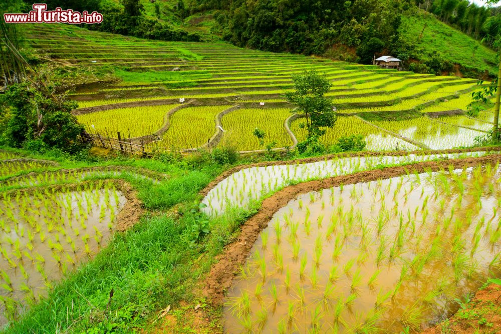 Immagine Un paesaggio naturale nei pressi di Mae Sariang, nel nord della Thailandia. La cultura di questo paese è collegata al riso e alla sua coltivazione da oltre 5500 anni.