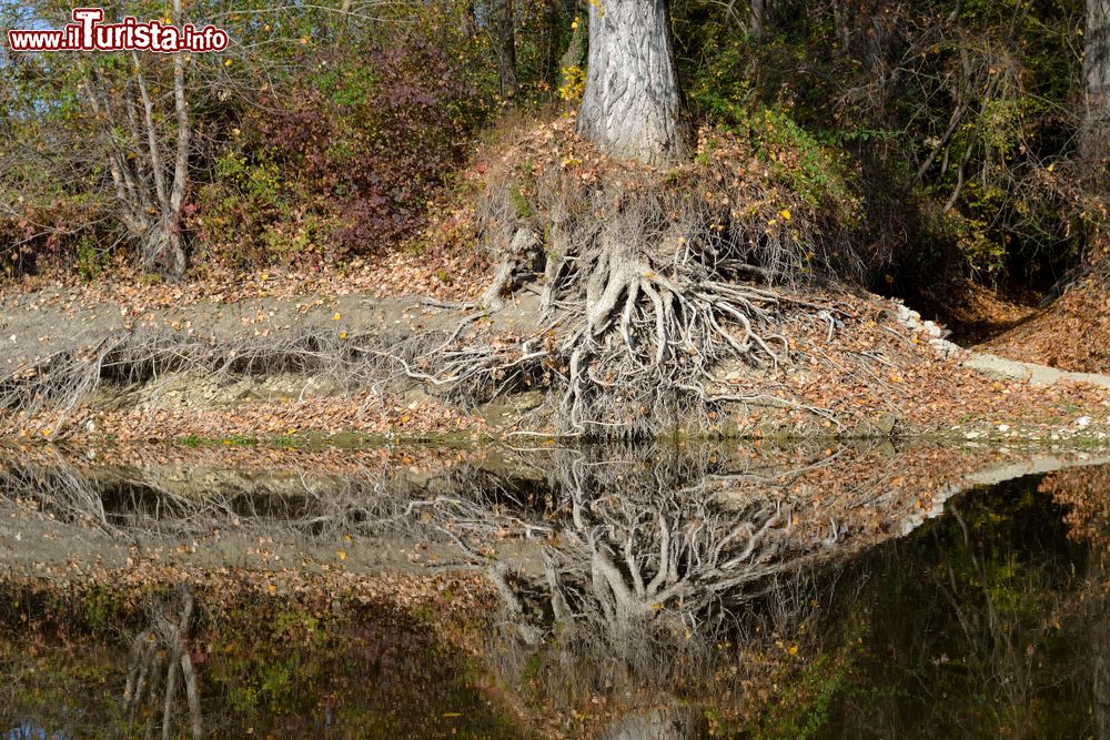 Immagine Un particolare delle rive del fiume Arno vicino a Subbiano, nord di Arezzo
