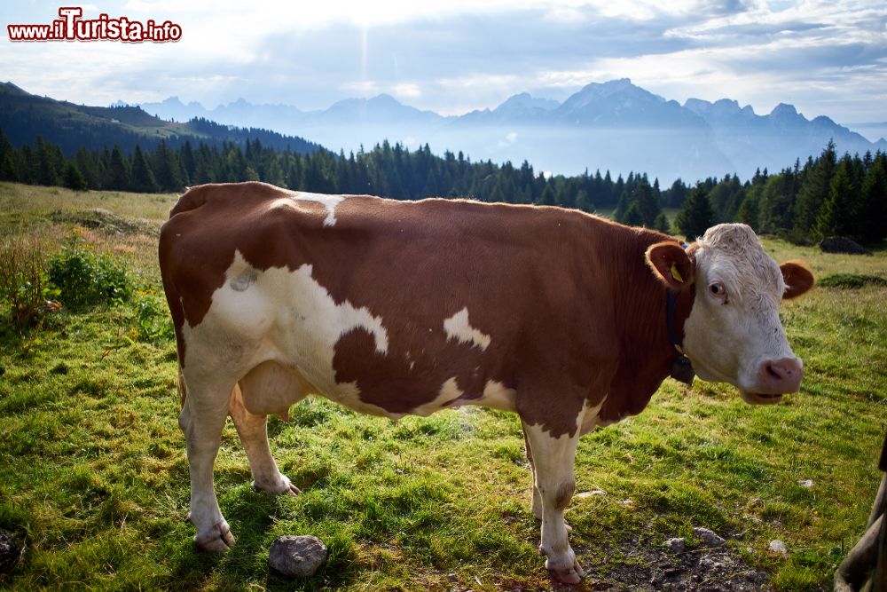 Immagine Un pascolo tra le montagne di Gosaldo in Veneto