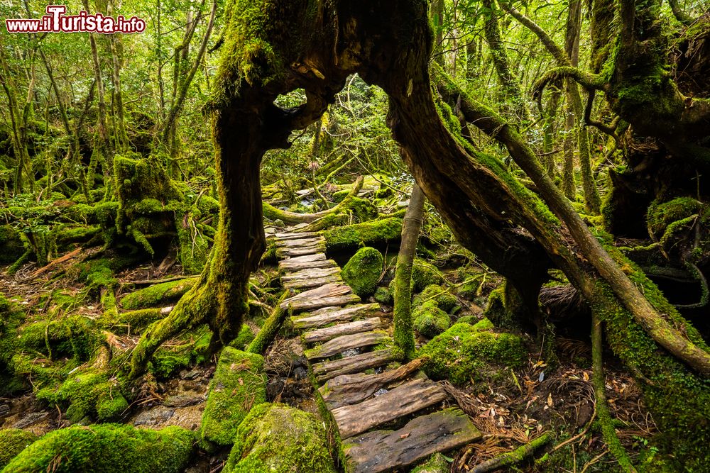 Immagine Un passaggio in legno sotto un gigantesco albero di cedro, Yakushima, Giappone.