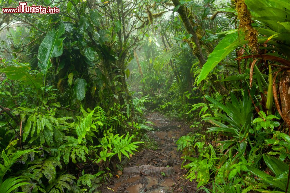 Immagine Un passaggio nella foresta pluviale dell'isola di Saba, Caraibi, con piante esotiche e felci.