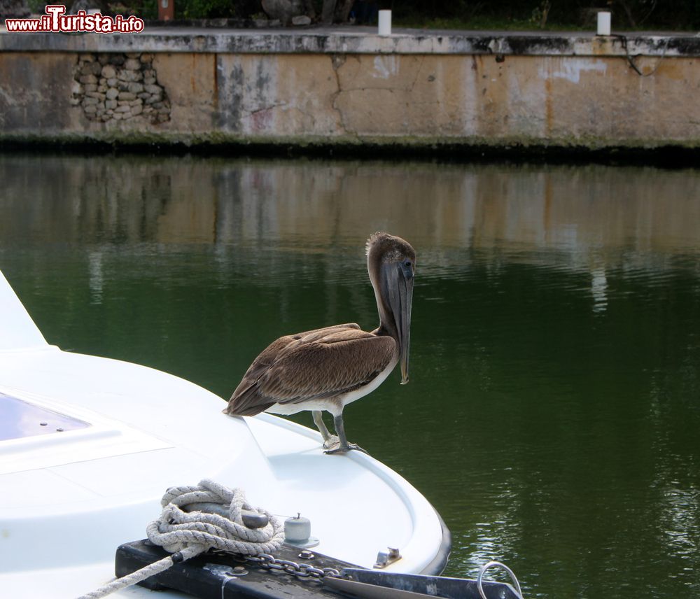 Immagine Un pellicano in relax su uno yacht a Puerto Aventuras, Riviera Maya, Mexico.