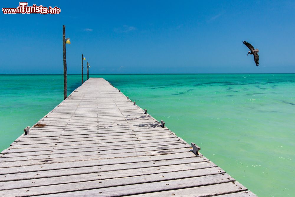 Immagine Un pellicano vola sul mare vicino al molo dell'isola di Holbox, Messico. Siamo nello Yucatan, in un piccolo paradiso non lontano dai resort di Cancun e dalla vita notturna di Playa del Carmen.
