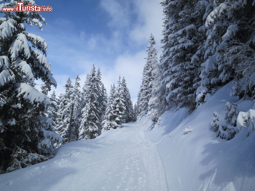Immagine Un percorso innevato fra i pini a Verbier, Svizzera.