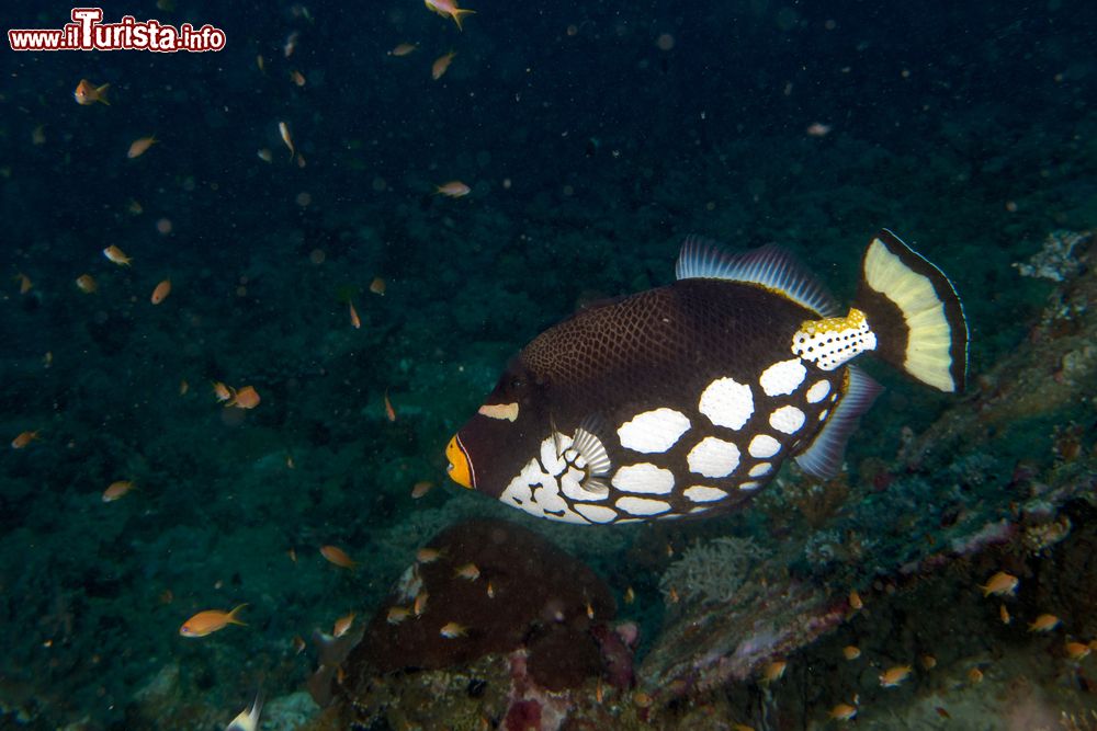 Immagine Un pesce balestra clown nelle acque dell'atollo di Shaviyani alle Maldive