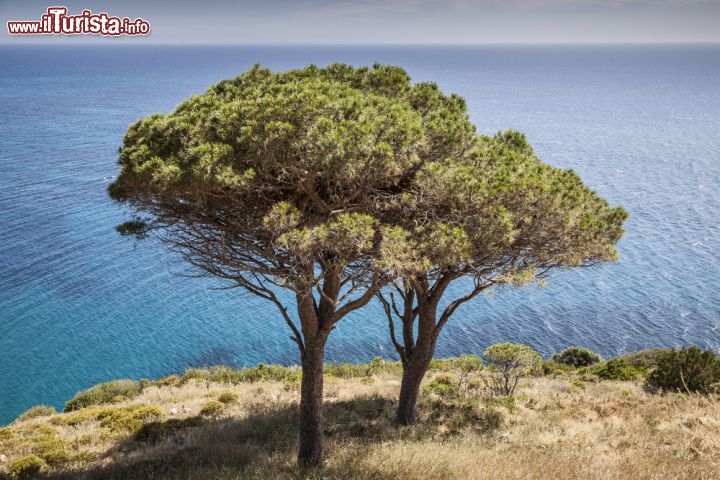 Immagine Un pino costiero a Pomonte, costa occidentale dell'Isola d'Elba - © Shutterschock / Shutterstock.com