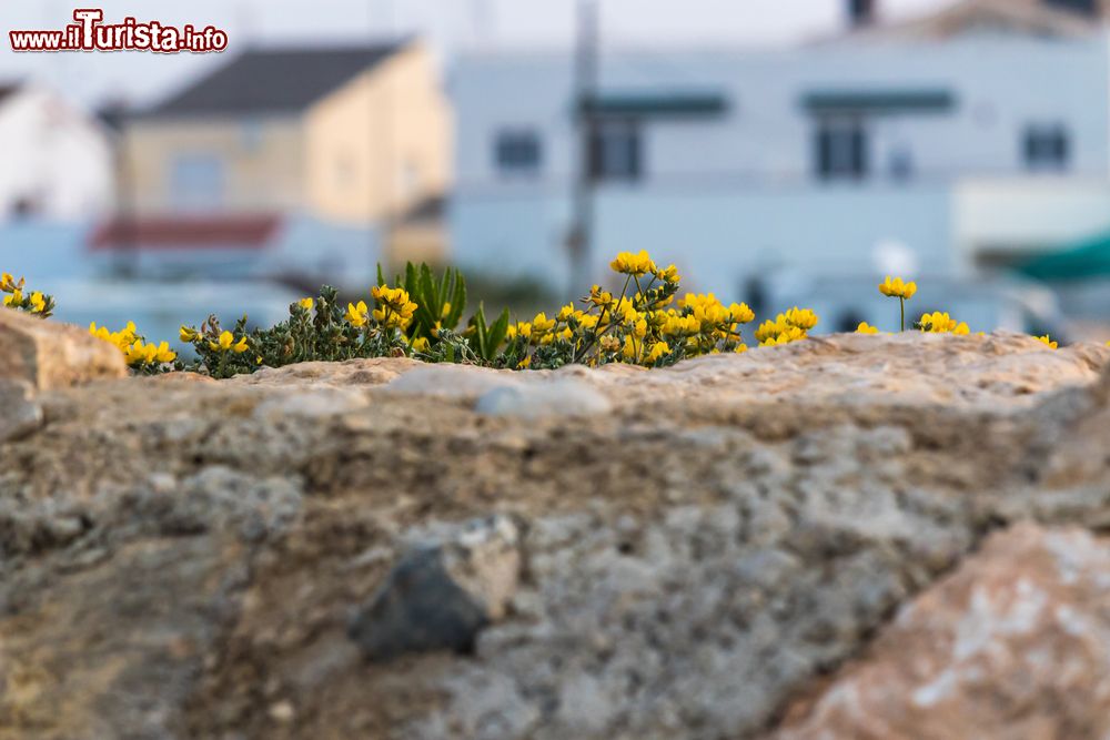 Immagine Un pittoresco angolo di Vinaros all'alba: fiori colorati fra le rocce (Spagna).