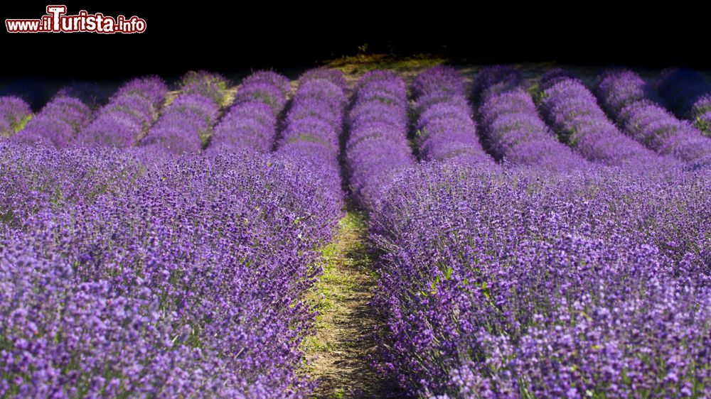 Immagine Un pittoresco campo di lavanda fiorita a Sale San Giovanni, Italia. Questo piccolo borgo della Bassa Langa è considerato la "Provenza" del Piemonte.