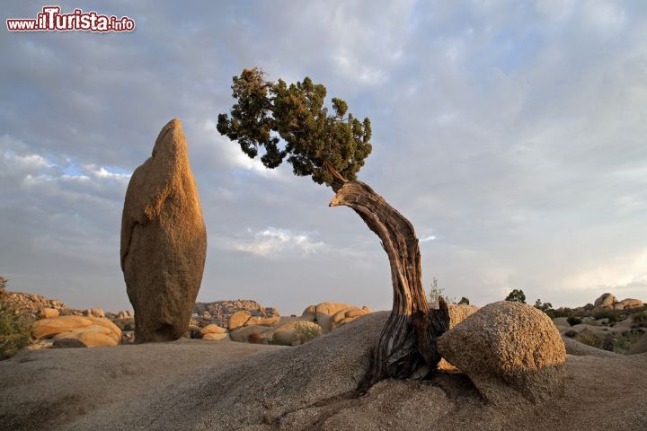 Immagine Un pittoresco pino bonsai al Joshua Tree National Park, sud est della California (USA) - © Robert Miramontes / Shutterstock.com