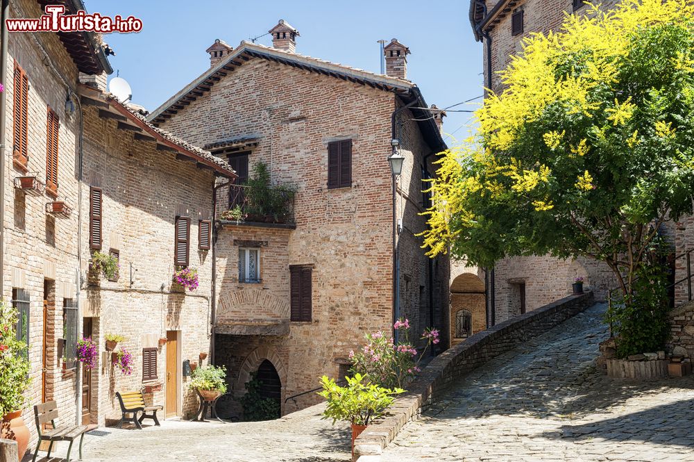 Immagine Un pittoresco scorcio del borgo medievale di Sarnano, in provincia di Macerata. Sulla destra, una mimosa fiorita.