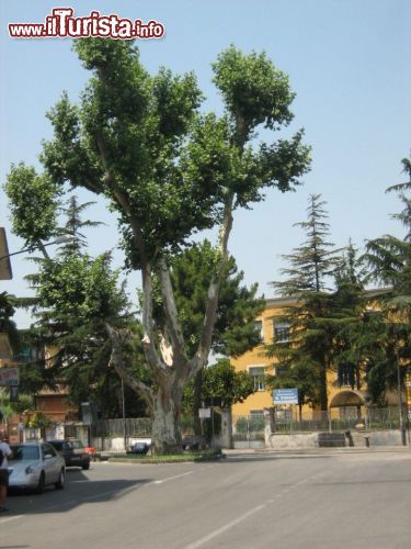 Immagine Un platano bisecolare nella città di Striano in Campania - © Elelassam - CC BY-SA 3.0 - Wikipedia