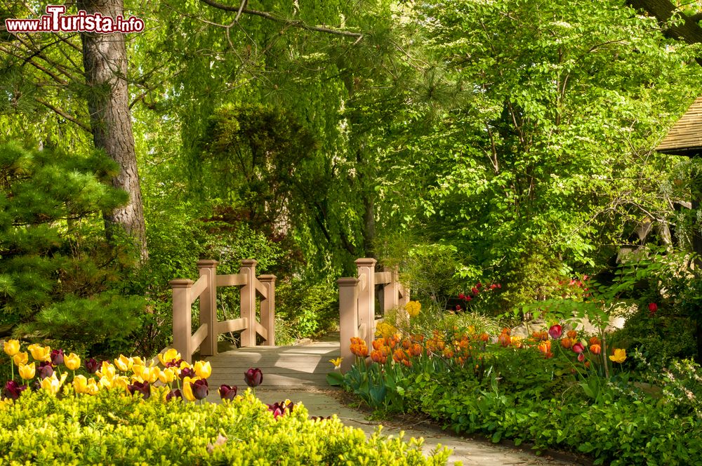 Immagine Un ponte in legno in un parco di Cleveland, Ohio, USA: in primo piano, tulipani colorati.